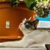 植木鉢の前で寛いでいる猫